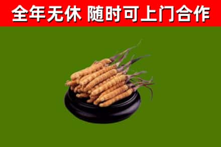 射阳县烟酒回收冬虫夏草.jpg